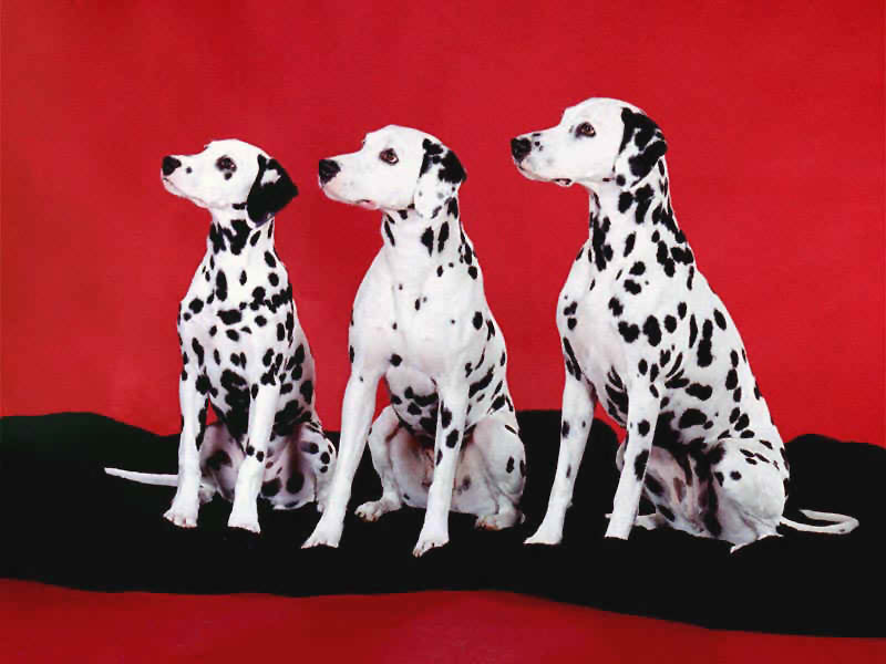 dalmations_on_red.jpg (52662 bytes)