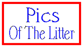 picsname.gif (5782 bytes)
